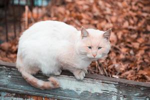 Eine traurige Katze mit einer orange-weißen Farbe sitzt auf einem Zaun