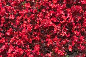 roter Blumenbeschaffenheitshintergrund foto