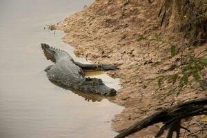 Alligatoren im das wild von das Feuchtgebiete oder Sumpfgebiete bekannt wie das pantanal im mato Grosso, Brasilien foto