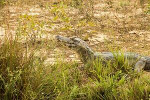 Alligatoren im das wild von das Feuchtgebiete oder Sumpfgebiete bekannt wie das pantanal im mato Grosso, Brasilien foto