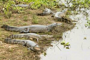 Alligatoren im das wild von das Feuchtgebiete oder Sumpfgebiete bekannt wie das pantanal im mato Grosso, Brasilien foto