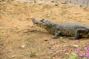 Alligatoren im das wild von das Feuchtgebiete oder Sumpfgebiete bekannt wie das pantanal im mato Grosso, Brasilien foto