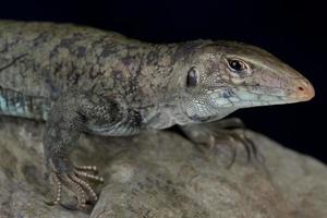 Saint Martin Boden Eidechse Ameiva Plei foto