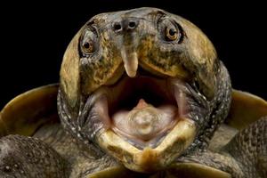 großköpfige Schildkröte platysternon megacephalum foto