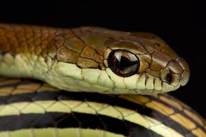 gestreifter Bronzerücken Dendrelaphis caudolineatus foto