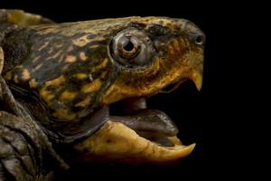 großköpfige Schildkröte platysternon megacephalum foto