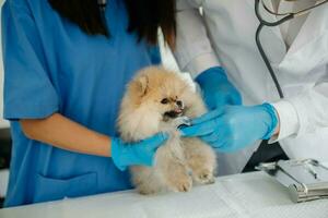 Zwei Ärzte untersuchen ihn. Veterinärmedizinisches Konzept. Pommern in der Tierklinik. foto