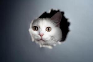 Weiß Katze spähen durch ein Loch im das Mauer. suchen durch das Loch. generativ ai foto