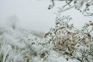 Detail von Ast von gefroren Rose Hüften bedeckt mit Reif Frost im Winter Morgen Landschaft foto