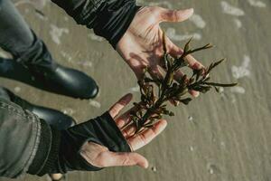 Grün Seetang-Seetang das natürlich Medizin Verlegung im Damen Hände über das Sand von das Strand von das Küste von das Norden Meer im Dänemark foto