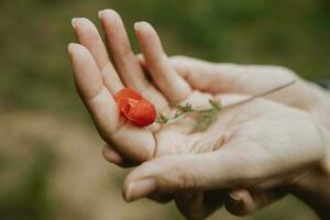 Detail von das Single klein Pflanze von Mohn mit rot blühen Lügen im das Damen Hände während das Frühling Tag foto