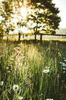 frisch Grün Frühling Wiese voll von Blumen und Gänseblümchen während das Frühling Sonnenaufgang mit Sonne Licht gehen durch das Baum im Hintergrund im Vertikale Orientierung foto