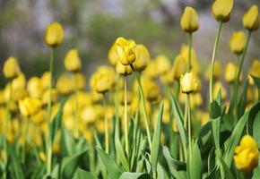 Blumenhintergrund mit blühenden gelben Tulpen auf einem Blumenbeet und selektivem Fokus foto