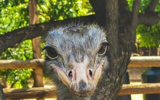 schön komisch Strauß Vogel Vögel Bauernhof im puerto escondido Mexiko. foto