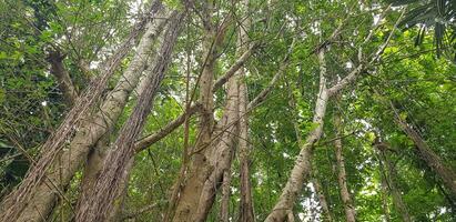 Süd-Ost asiatisch tropisch Wald, Regen Wald, Urwald im Asien, Feuchtigkeit Wald, Grün Regenwald unheimlich Fee Geschichte suchen Wald foto