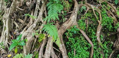 Süd-Ost asiatisch tropisch Wald, Regen Wald, Urwald im Asien, Feuchtigkeit Wald, Grün Regenwald unheimlich Fee Geschichte suchen Wald foto