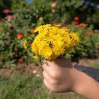 Kind hält einen Strauß gelber Blüten in der Hand vor unscharfem buntem Hintergrund foto