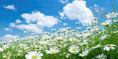 ai generiert. ai generativ. wild Gänseblümchen im das Gras mit ein Blau Himmel Foto realistisch Illustration. romantisch