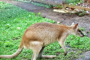 das Boden Känguru, das agil Wallaby, Makropus agilis ebenfalls bekannt wie das Sand Wallaby foto