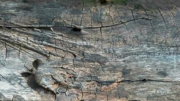 Holz Log Haut Oberfläche Textur foto