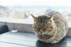 das bezaubernd groß grau Katze Schlaf auf das Tisch. foto