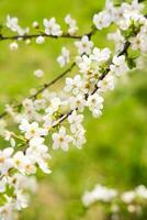 blühen Kirsche Baum. Frühling Zeit. sonnig Tag. Frühling Hintergrund. selektiv Fokus. foto