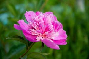 Rosa Pfingstrose Blume im das Garten auf ein Hintergrund von Grün Blätter foto