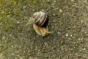 ein groß Schnecke im ein Schale kriecht auf das Straße, ein Sommer- Tag nach das Regen foto