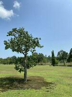 Taman Aufgabe Jahrtausend Malaysia . natürlich Hügel Garten See zusammen foto