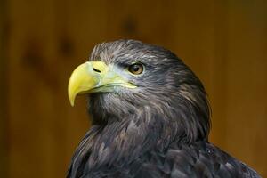 Weißschwanzadler foto