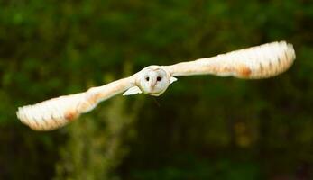 Scheune Eule fliegend im Zoo foto