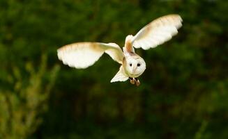 Scheune Eule fliegend im Zoo foto