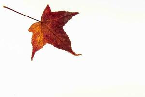 Herbst farbig liquidambar Styraciflua Blatt isoliert auf Weiß Hintergrund. Herbst Konzept. foto