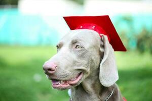 Hund tragen ein akademisch Deckel während Eckzahn Abschluss foto
