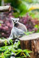 Ringelschwanz Lemur im Gefangenschaft. Lemur catta foto