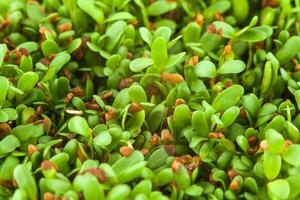 Nahansicht von Alfalfa Sprossen. medicago Sativa foto