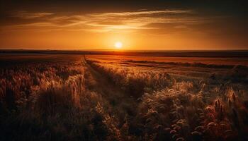 golden Weizen Felder glühen im das Sonnenuntergang generiert durch ai foto