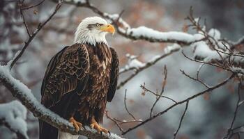 majestätisch kahl Adler thront auf schneebedeckt Ast generiert durch ai foto
