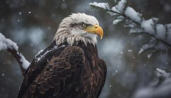 majestätisch kahl Adler sich niederlassen auf schneebedeckt Ast generativ ai foto