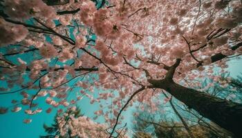 Kirsche blühen Baum im voll blühen draußen generiert durch ai foto