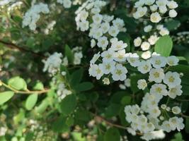 weiße Frühlingsblumen foto