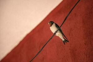 allein schlucken Vogel Sitzung auf ein Draht beim rot Hintergrund. schließen oben foto