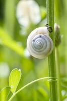 schön klein Schnecke Sitzung auf Grün Stengel im das Garten. Schnecke Schale im Grün Gras foto