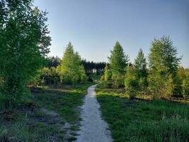 Frühling Wald Panorama von Bäume foto