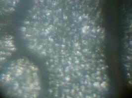 mikroskopisch Fotografie von biologisch Objekte foto