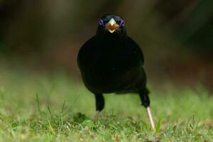 Satin- Laubvogel im Australien foto