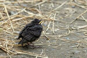 europäisch Amsel im Australien foto