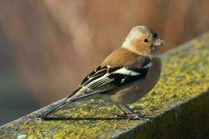 verbreitet Buchfink Vogel foto