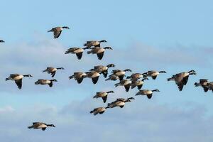 Kanada Gans im Australien foto