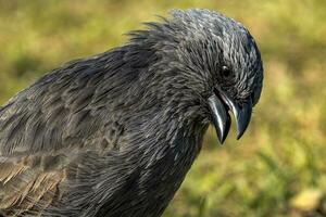 Apostelvogel im Australien foto